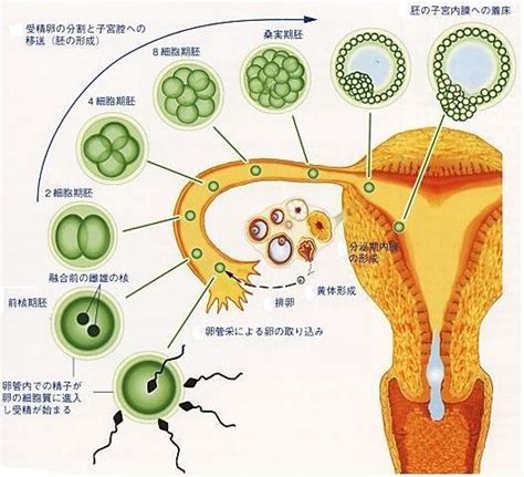 著床位置|着床